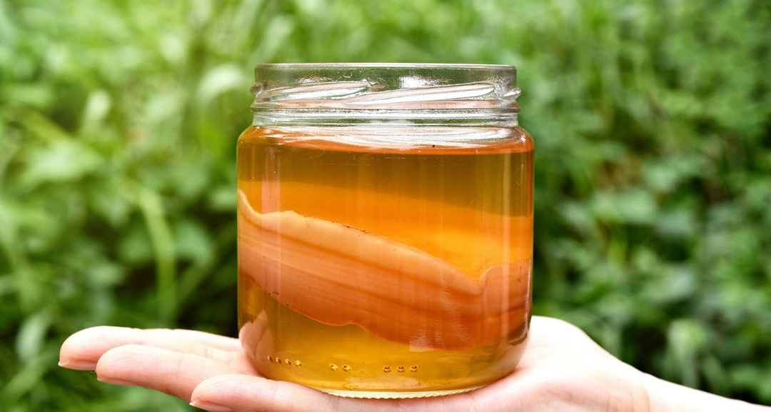 beyond-kombucha-scoby-banner-image