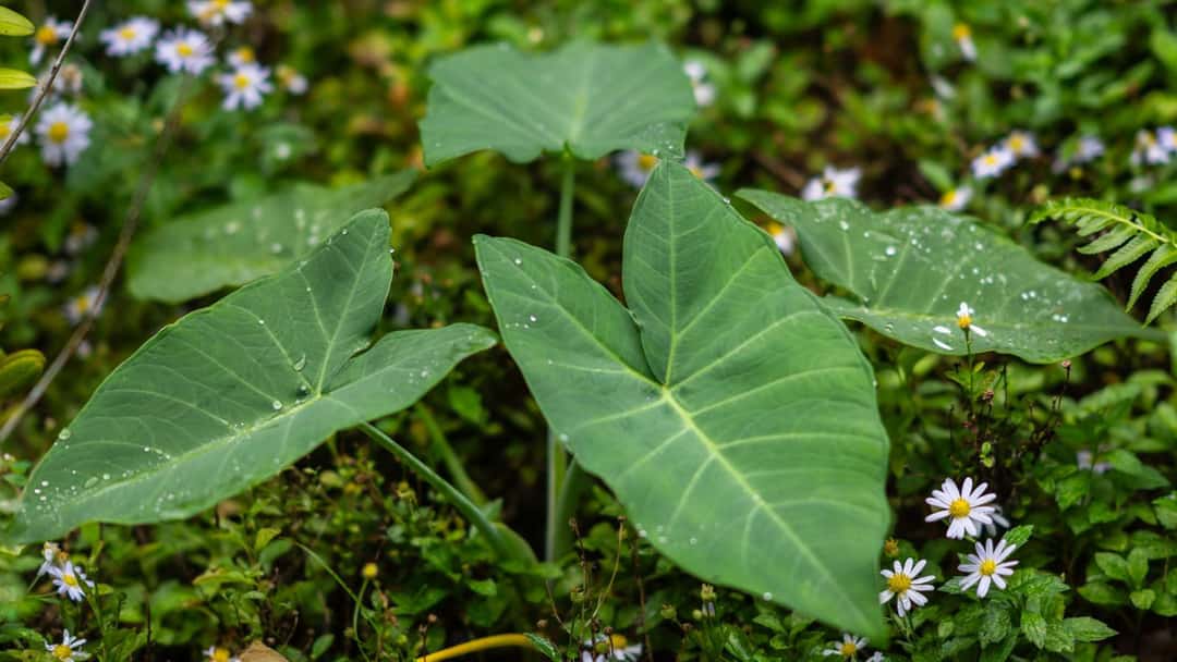 Arbi patta or Colocasia leaves.