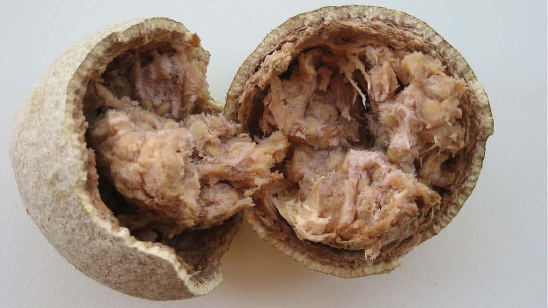 Bael Fruit