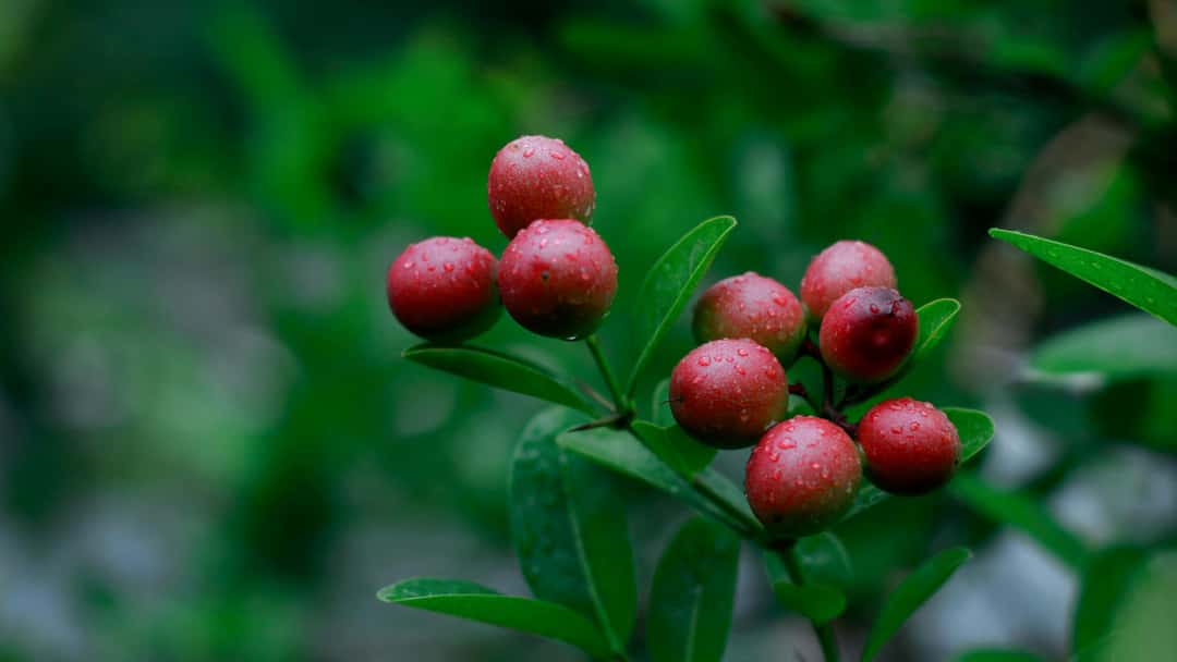 Karonda Summer Berry