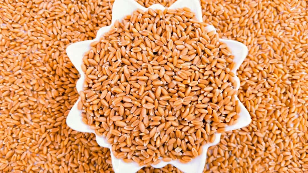 Khapli wheat in a bowl.