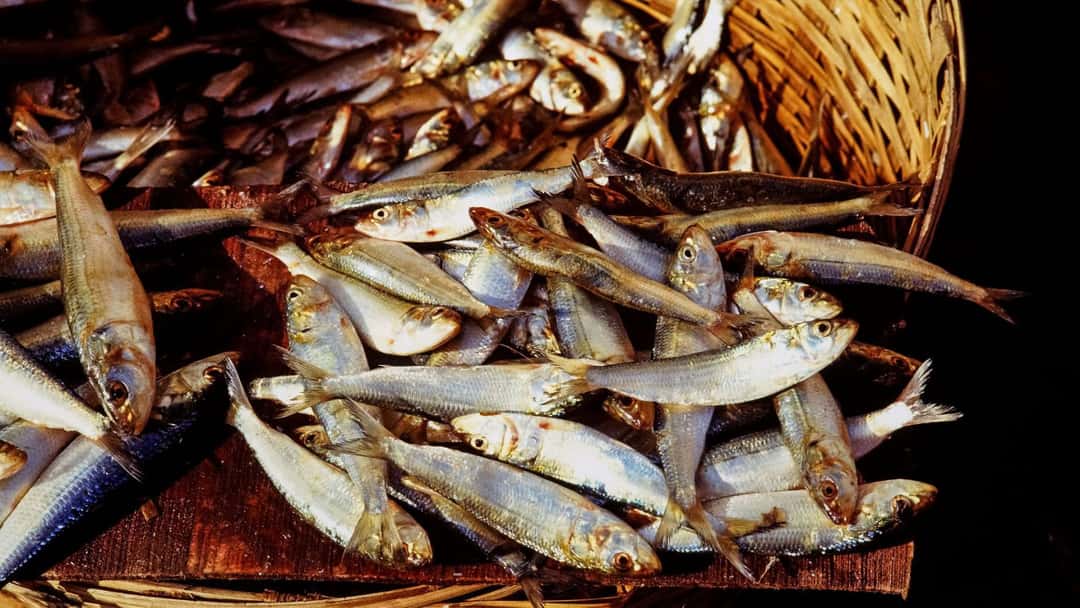 Monsoon fish in a basket.