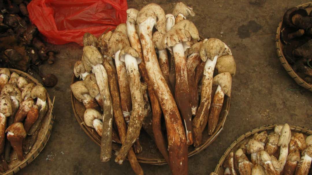 Top view of Olmi mushrooms in a basket. (banner image)