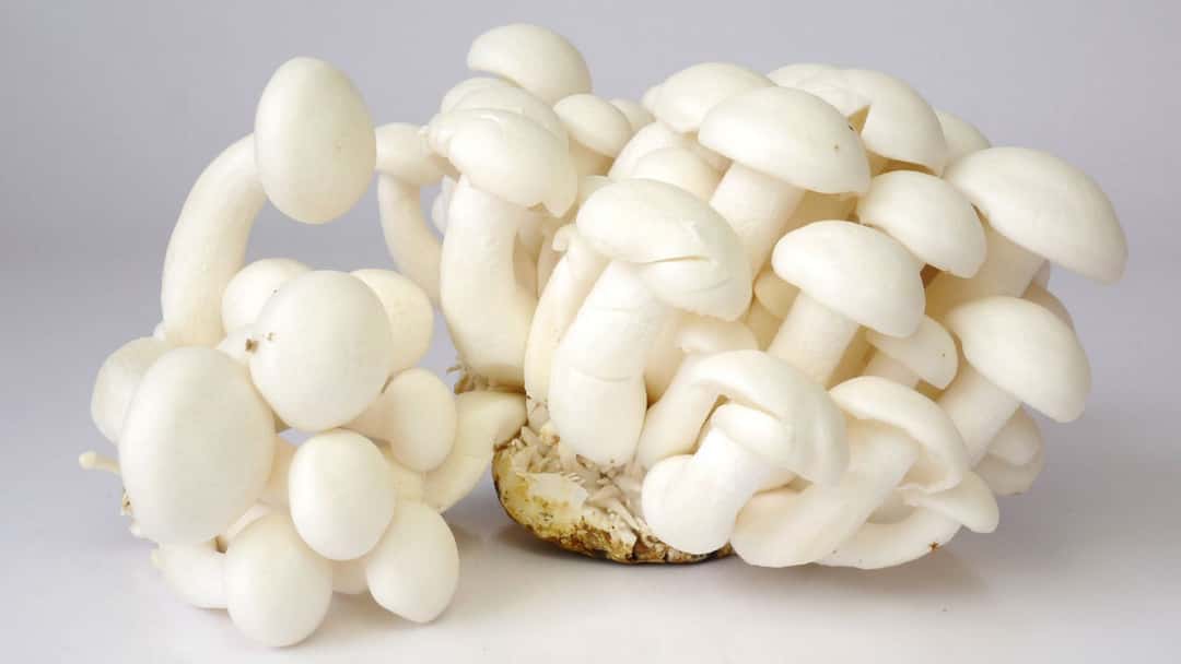 Shimeji mushrooms