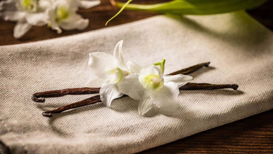 Vanilla beans with their flower