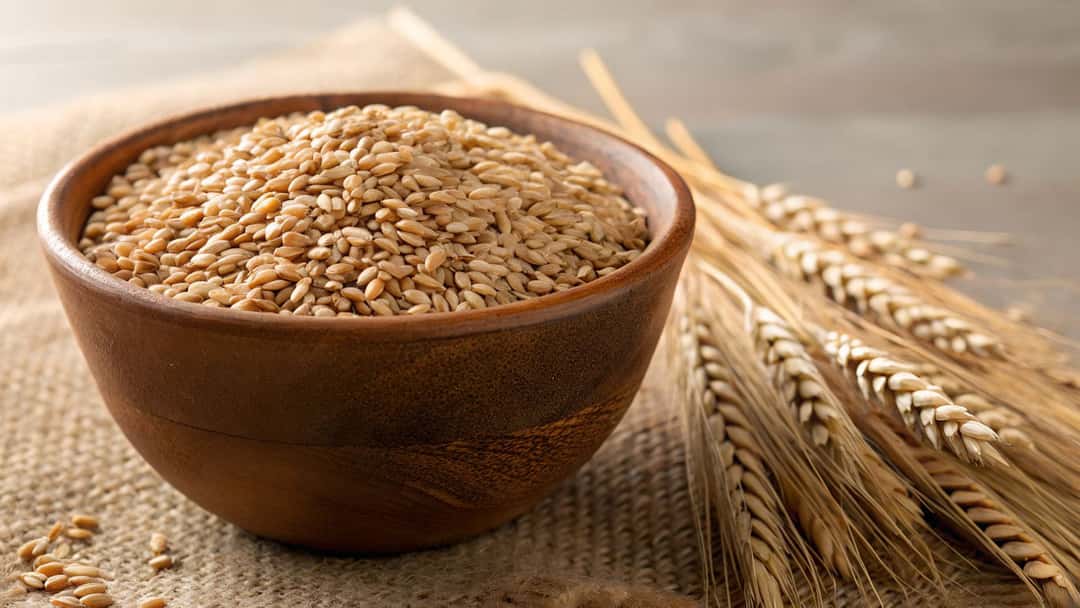 Khapli wheat grains 
