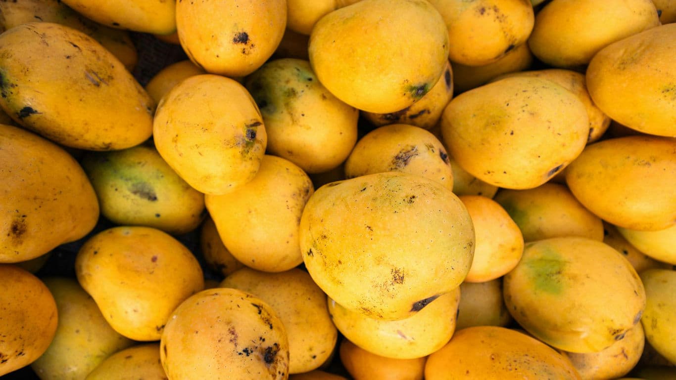 Fresh ripe yellow mangoes stacked together
