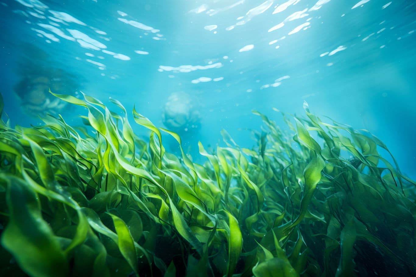 Seaweed Benefits