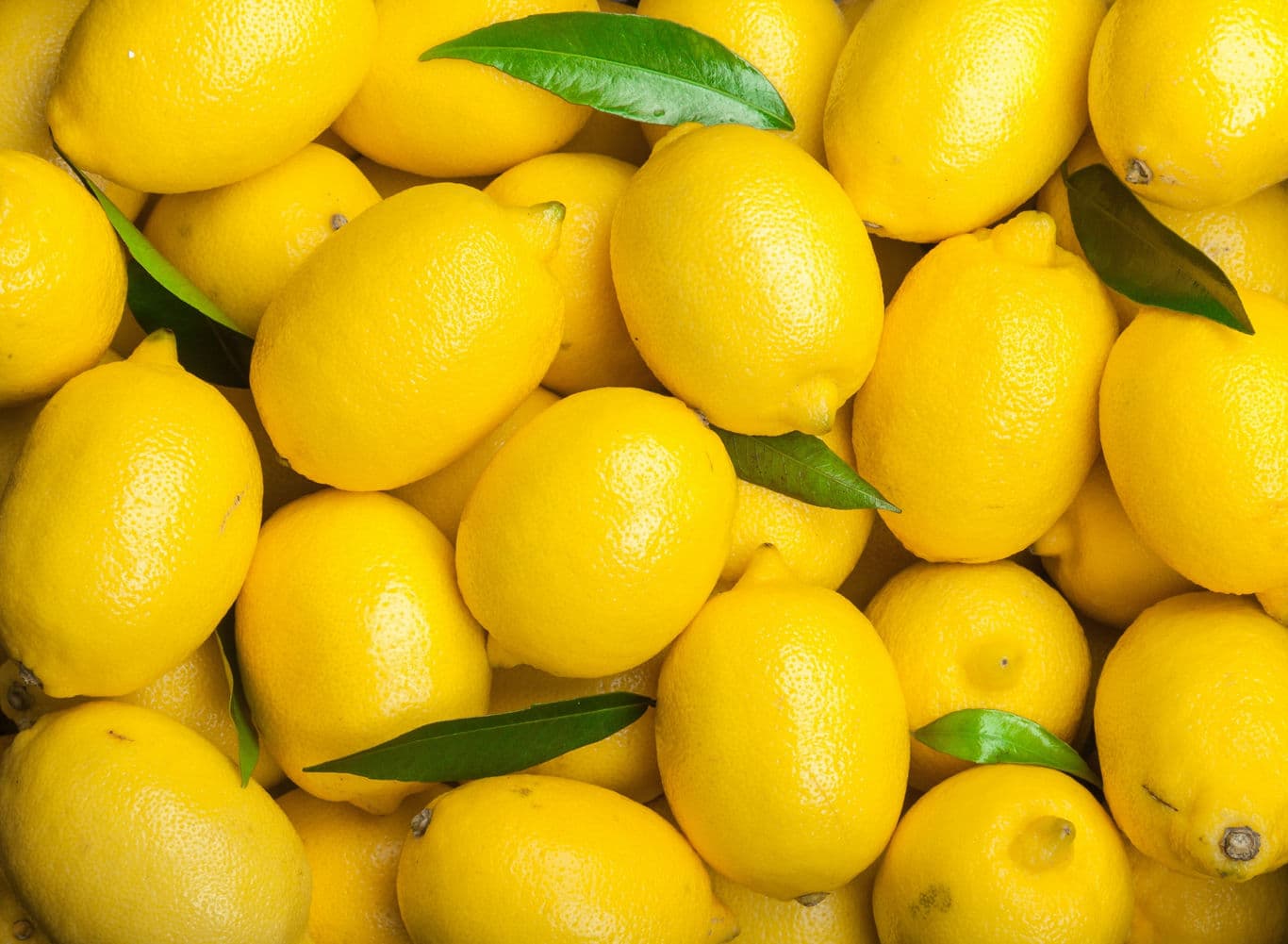 Fresh tangy yellow lemon, zesty image