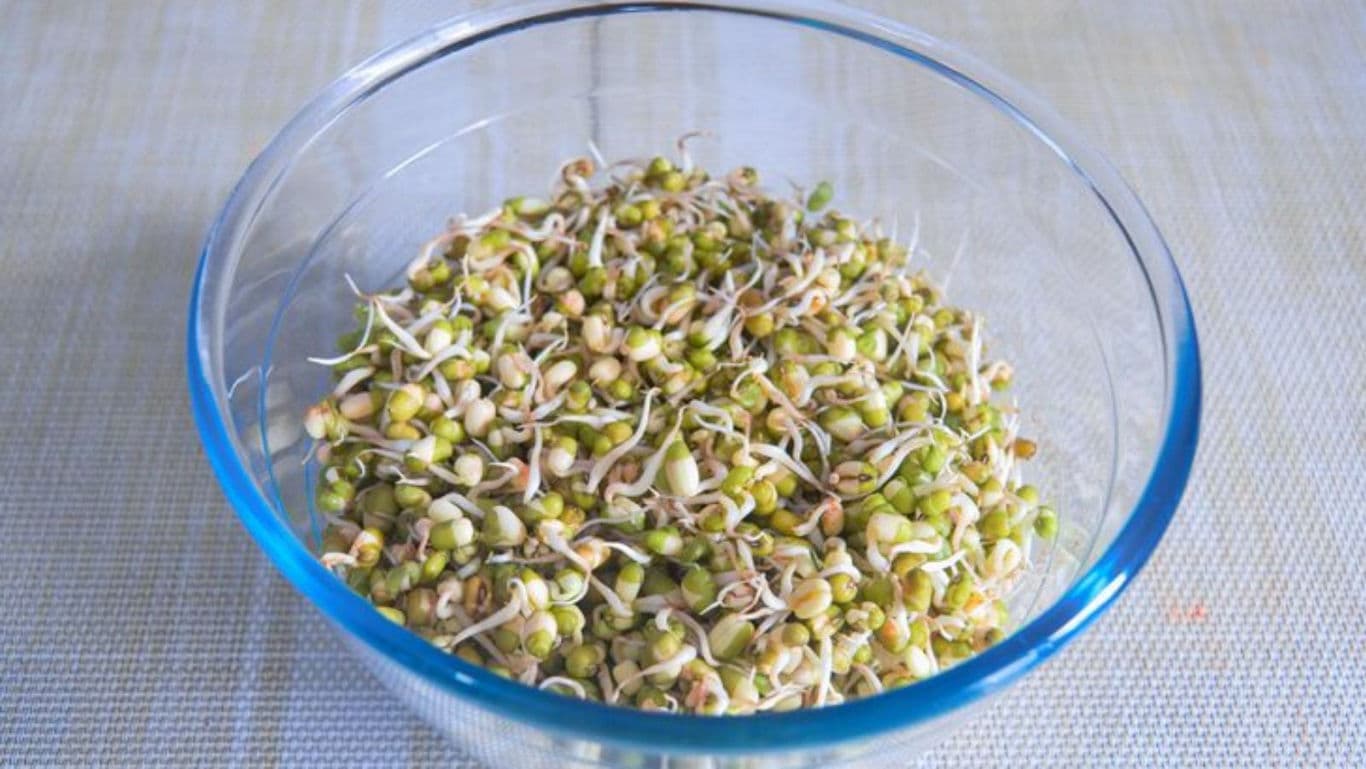 Glass bowl filled with fresh mung bean sprouts