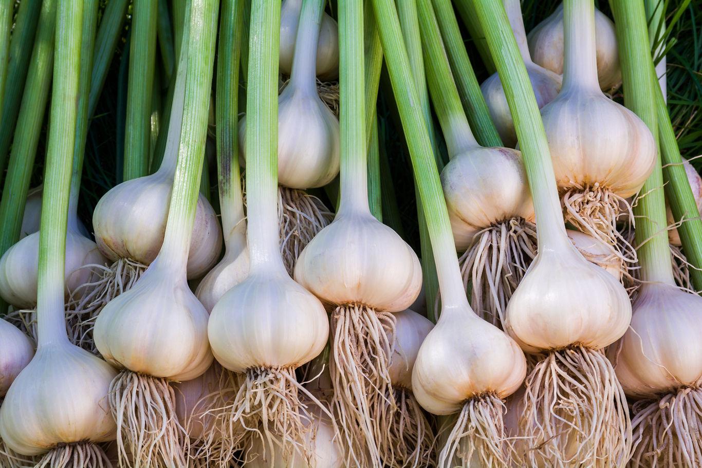 Garlic Benefits