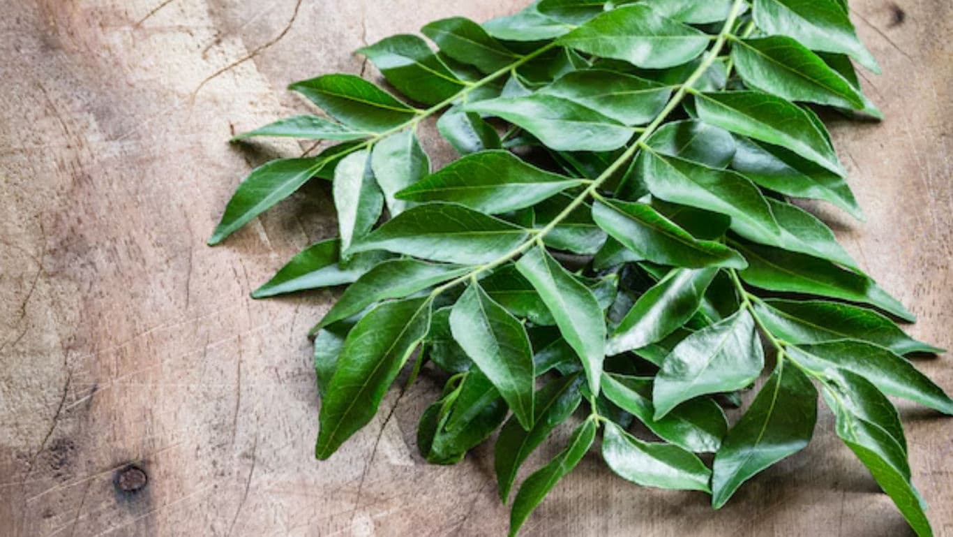 Fresh green curry leaves on rustic table