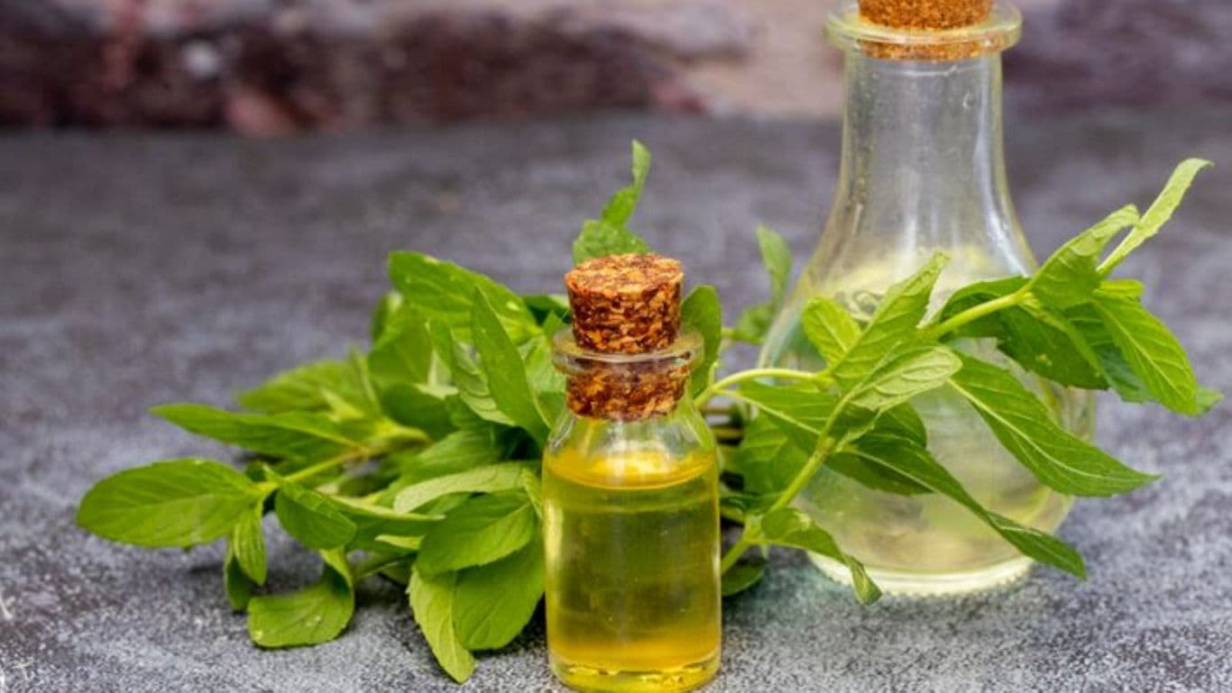 Glass Bottles of Herbal Oil with Fresh Mint Leaves