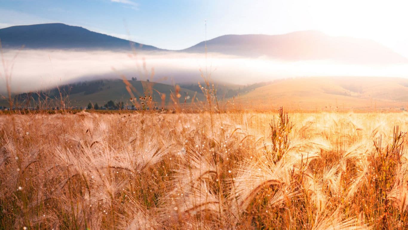 Golden wheat field at sunrise with misty mountains