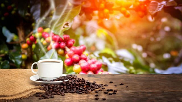 how-coffee-took-over-the-world-beans-brewing-methods-and-varieties-thumbnail