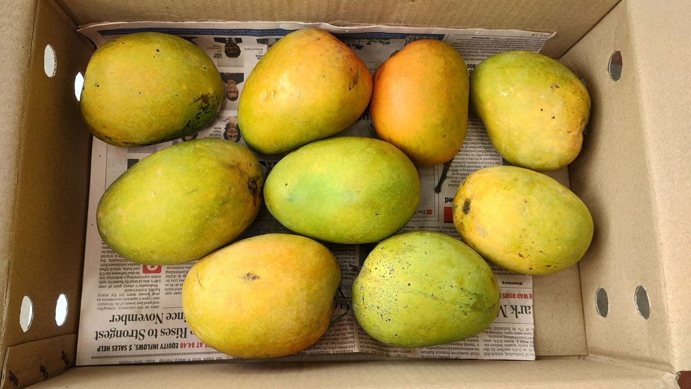 Fresh ripe mangoes in cardboard box