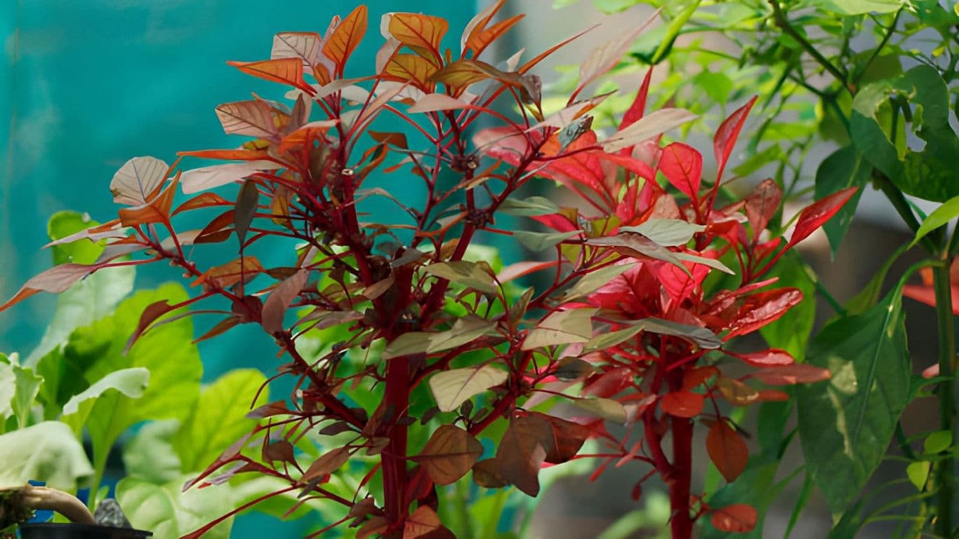 Vibrant Red Amaranth Plants in Sunlit Garden