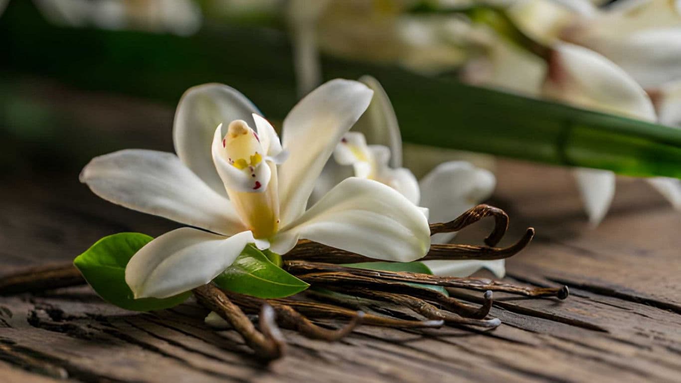 Vanilla orchid flower with pods on rustic wood
