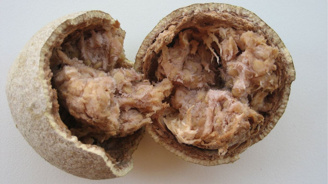 Bael Fruit