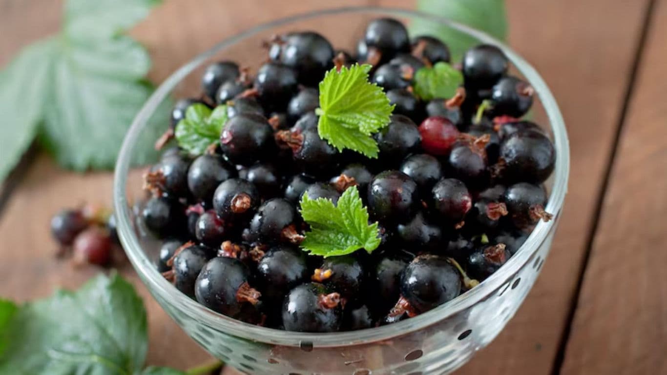 Glass bowl filled with fresh blackcurrants and leaves