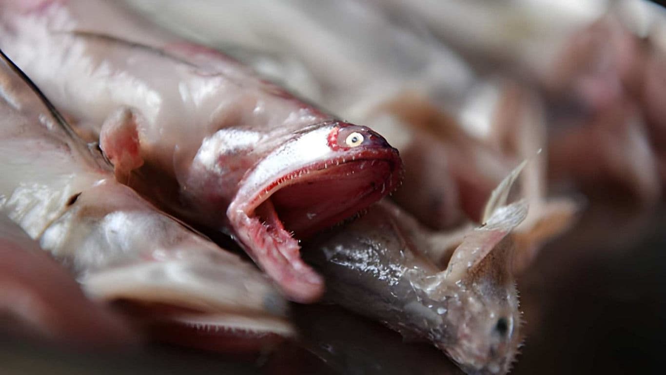 Close-up of fresh fish with open mouth