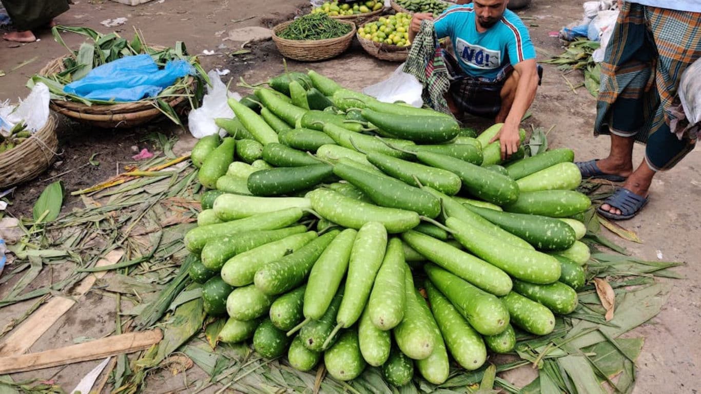 Large pile of bottle gourds at outdoor market