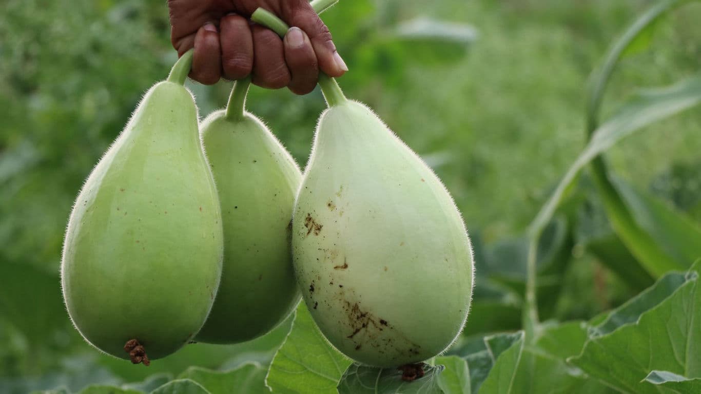 Hand holding freshly harvested bottle gourds