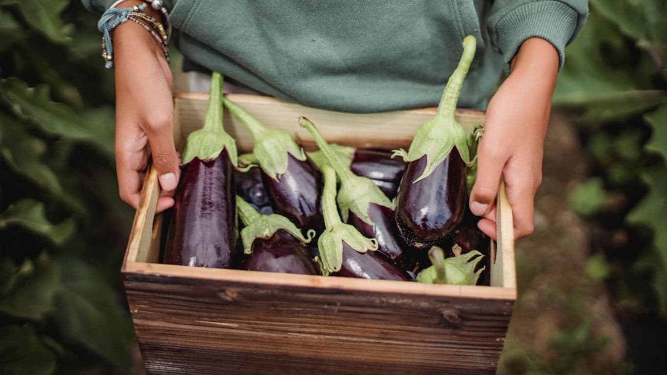 Freshly harvested eggplants in wooden crate outdoors