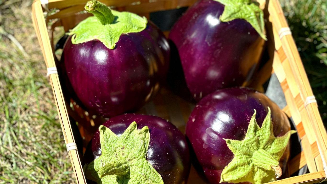 Brinjal