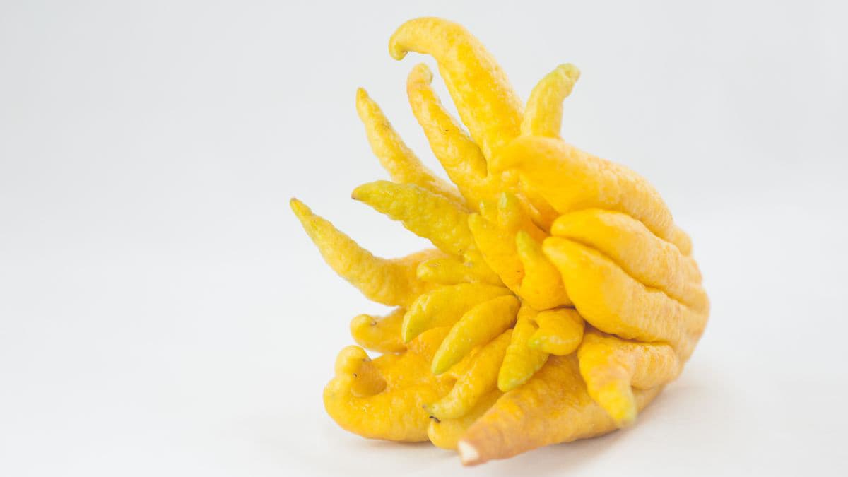 Single Buddha’s Hand