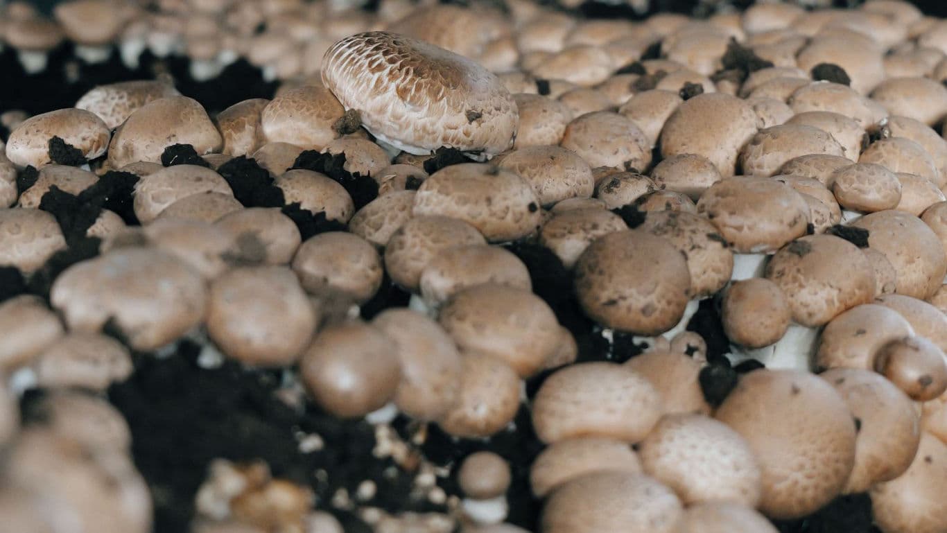 Cluster of brown mushrooms growing in soil
