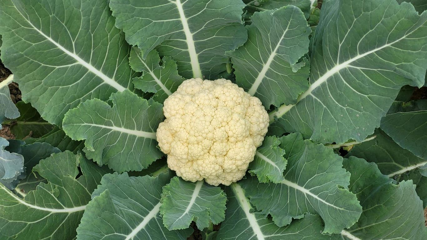 Fresh cauliflower head surrounded by green leaves