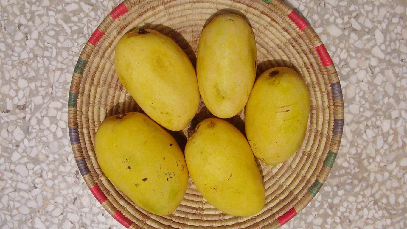 Fresh yellow mangoes in woven basket