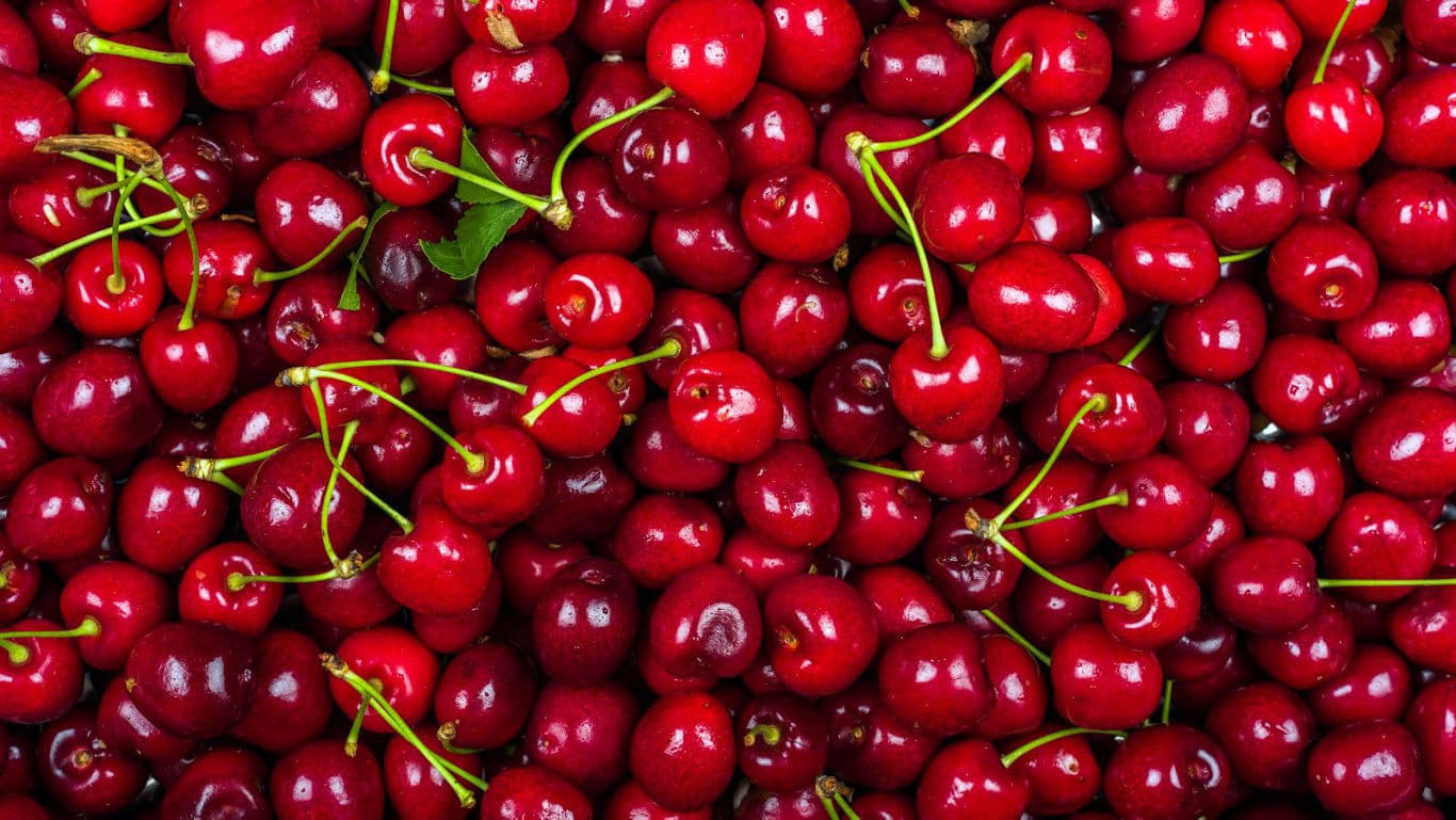 Fresh ripe red cherries with green stems