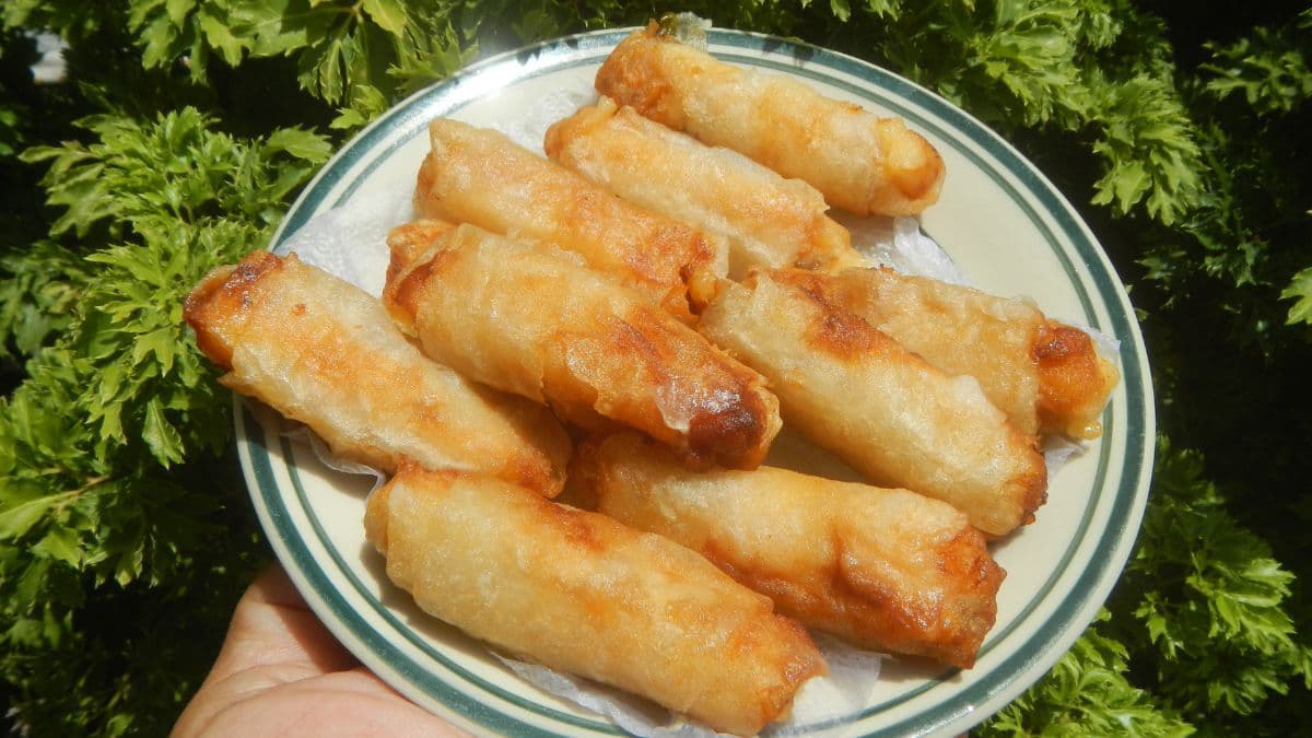 A plate of chicken spring rolls