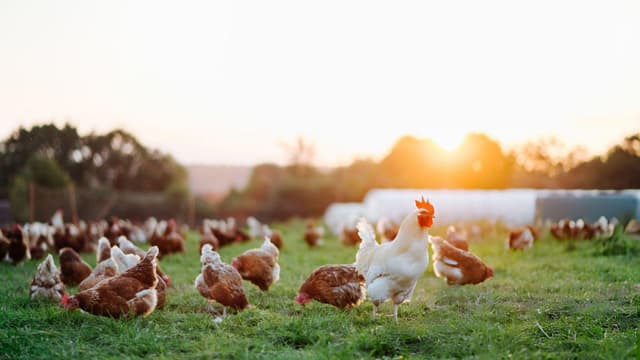 the-egg-or-the-chicken-how-travel-and-trade-spread-poultry-worldwide-thumbnail