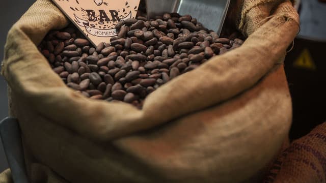 Cocoa Beans