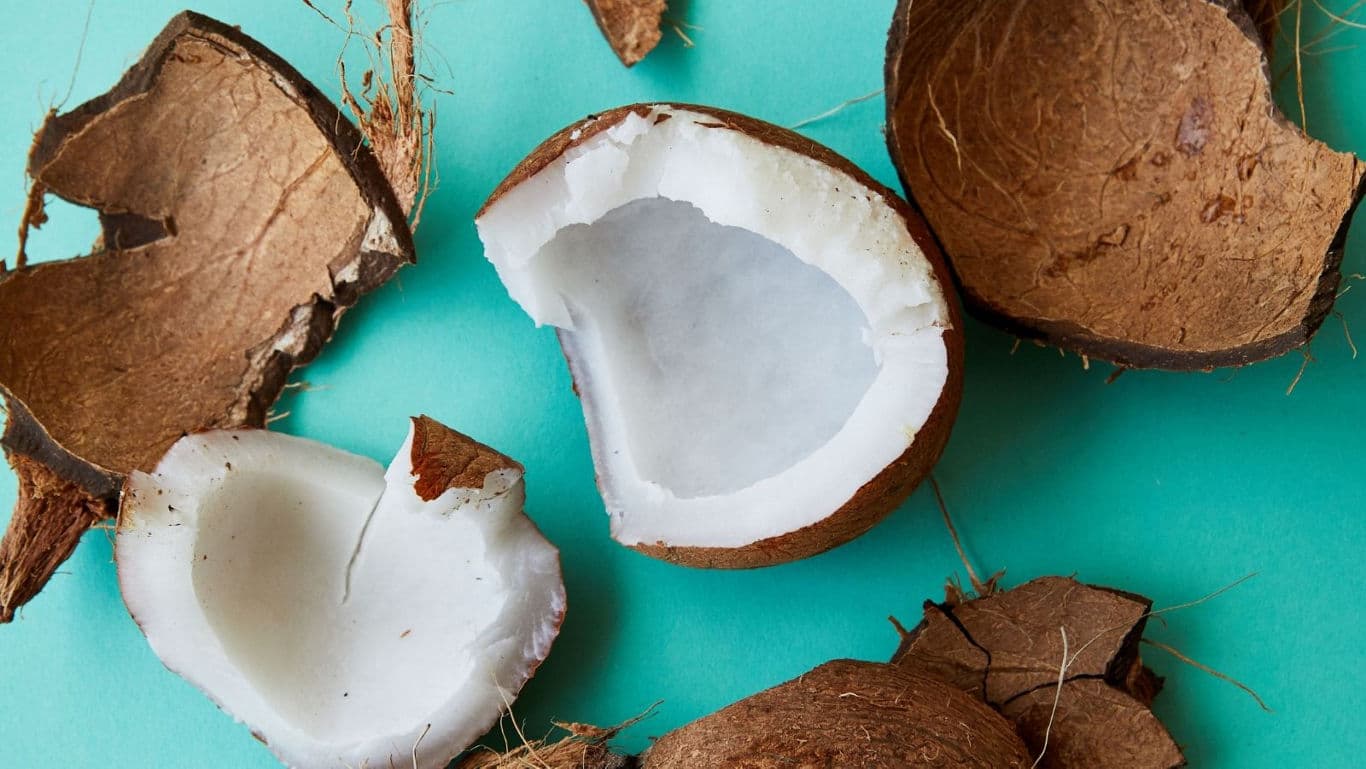 World Coconut Day coconut parts.