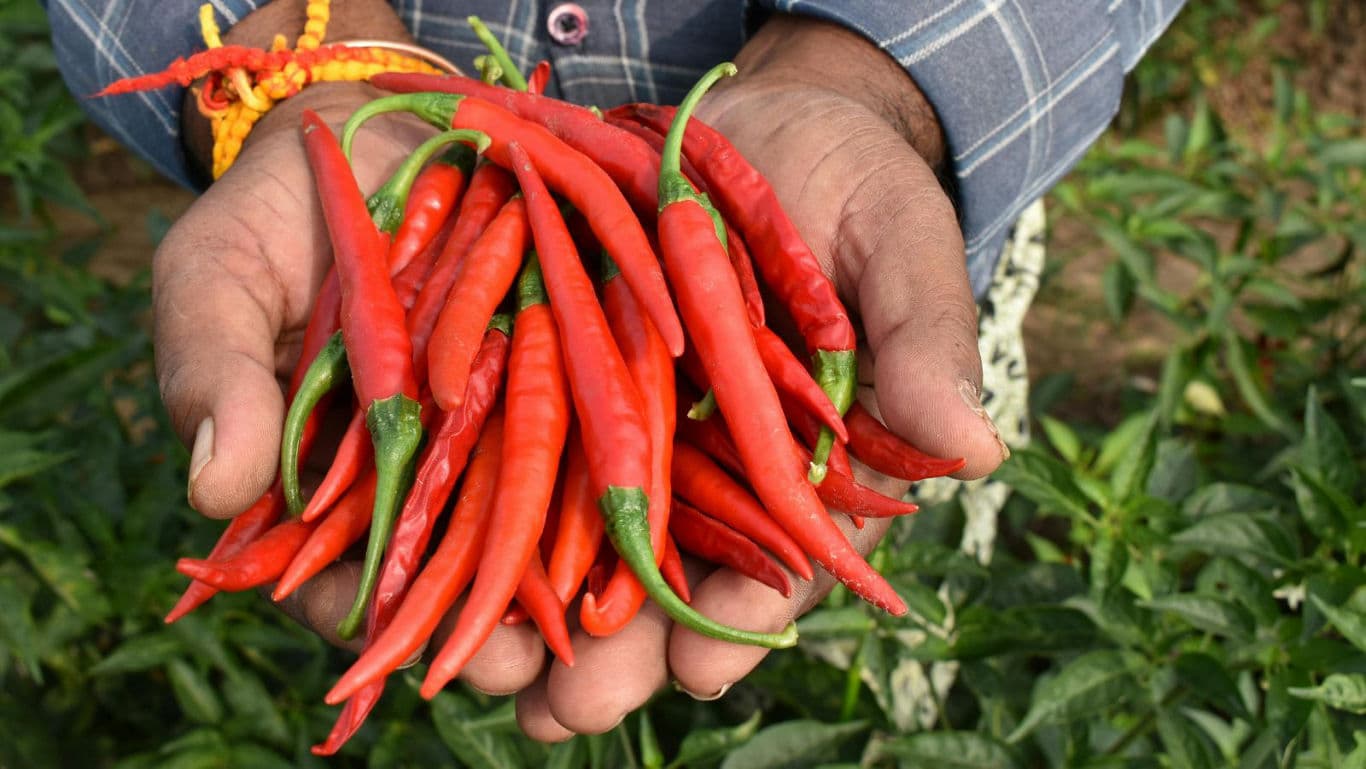 Fresh red chili peppers in farmer's hands