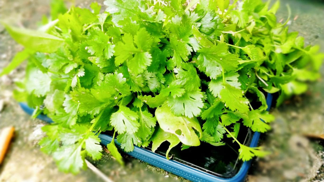 Fresh cilantro leaves on a smartphone outdoors