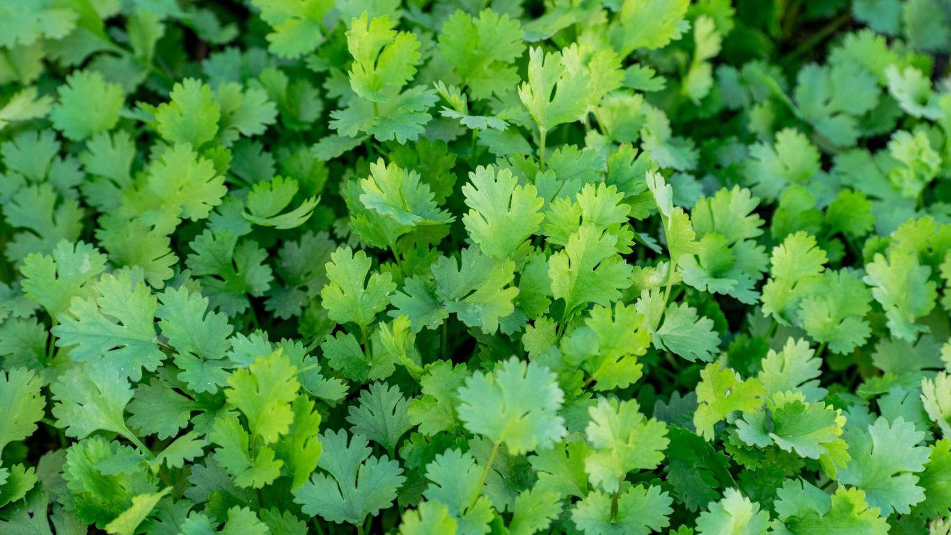 Fresh cilantro leaves in lush greenery