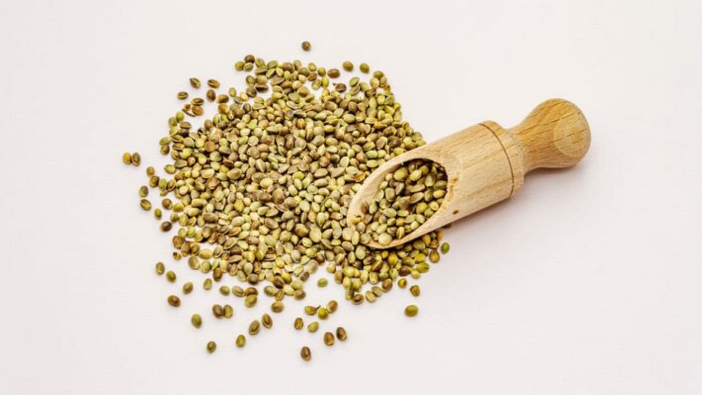 Wooden scoop with hemp seeds on white
