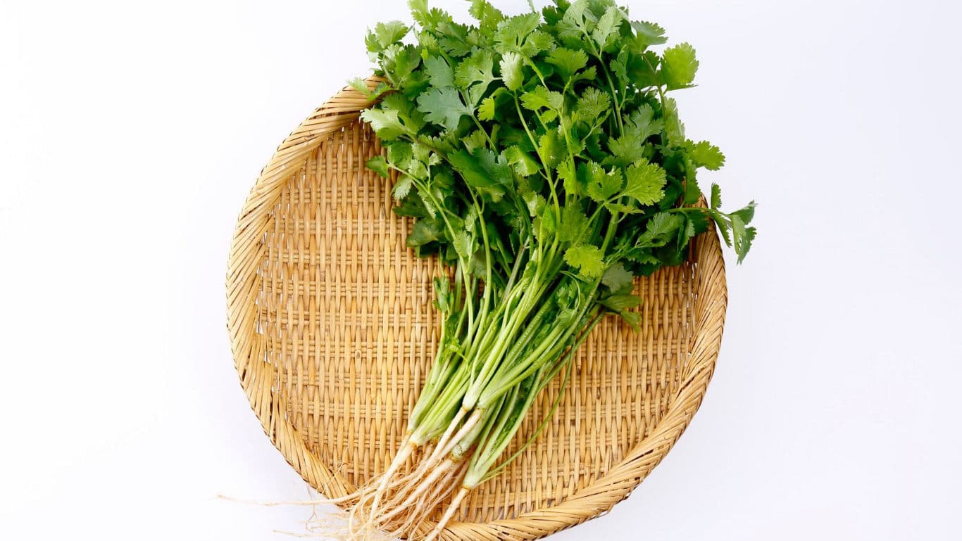 Fresh cilantro bunch on woven bamboo tray