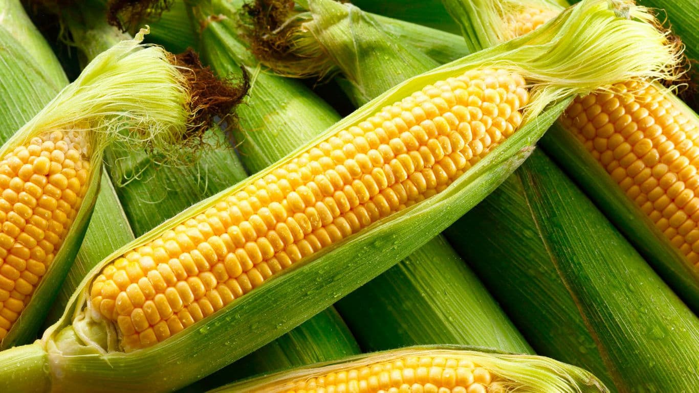 Fresh Corn on the Cob with Green Husks