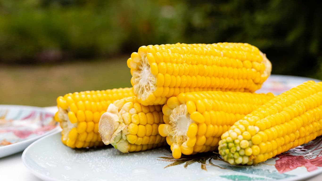 Corn cobs on a plate.