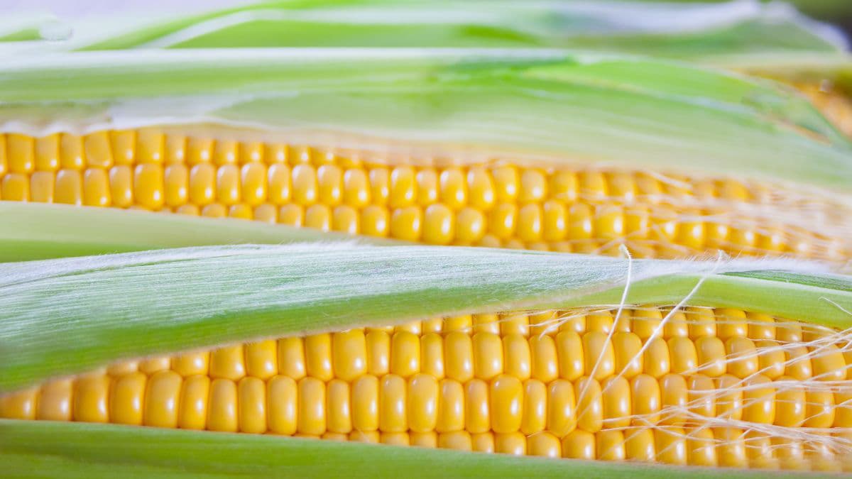2 corn cobs