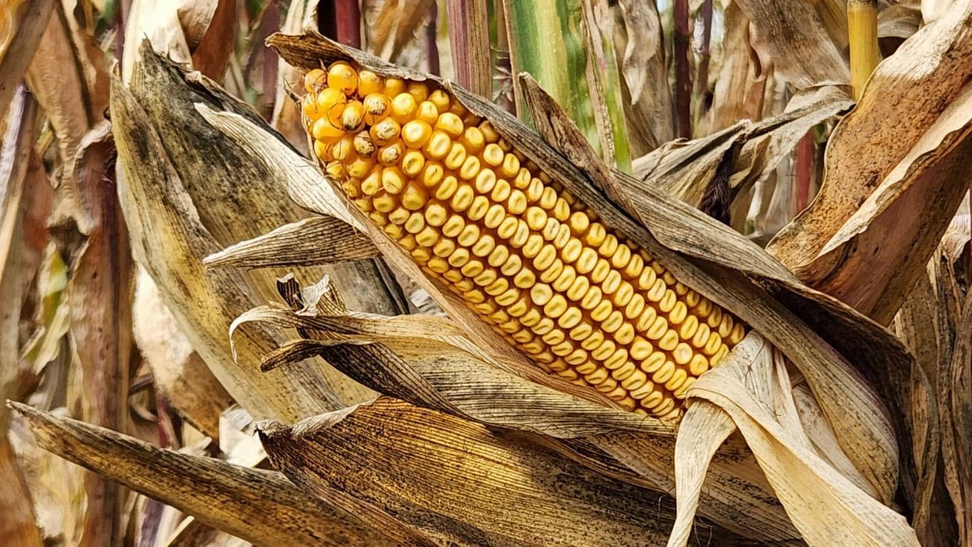 Ripe corn cob in dried husk field