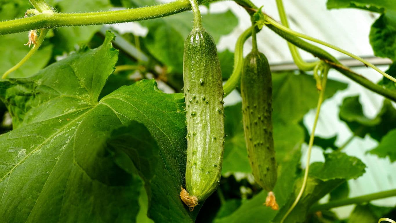 Fresh green cucumbers growing on vine plant