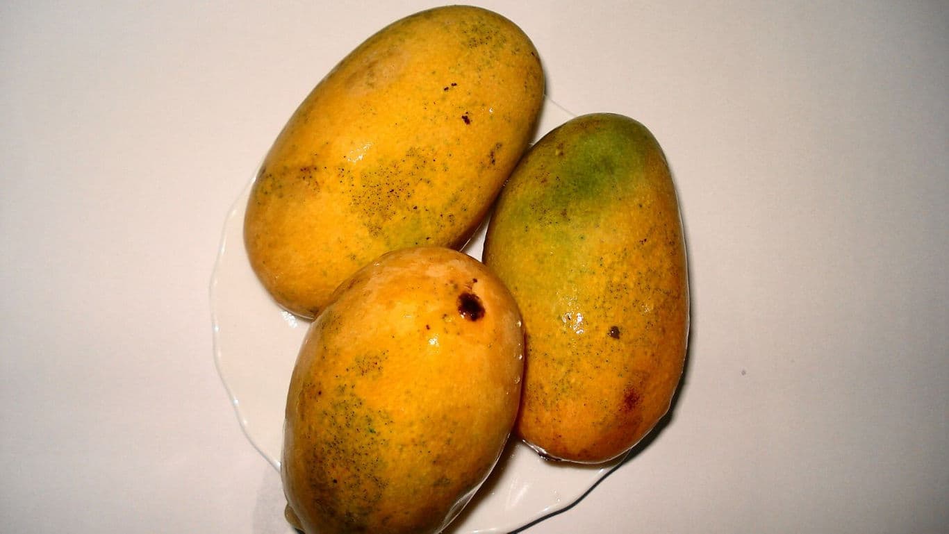 Three ripe mangoes on white plate