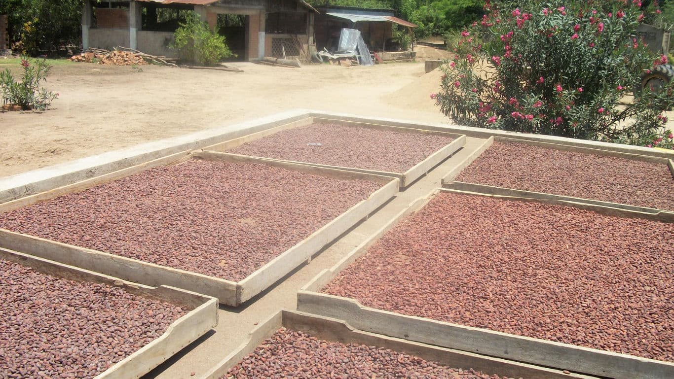 Cocoa Beans Drying in Outdoor Wooden Trays